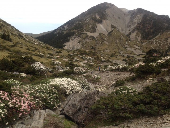 《魅影夜蝶 極限花園》南湖大山與雪山週休假期花季行