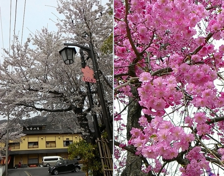 日本雙鐵遊(鐵道+鐵馬),看櫻花+吃美食+泡溫泉+遇狐狸+賞雪景,一次搞定~