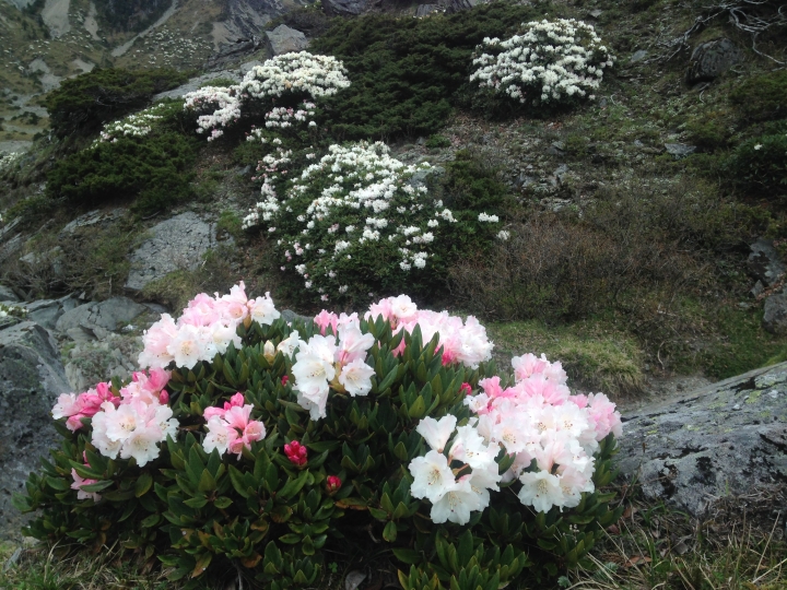 《魅影夜蝶 極限花園》南湖大山與雪山週休假期花季行