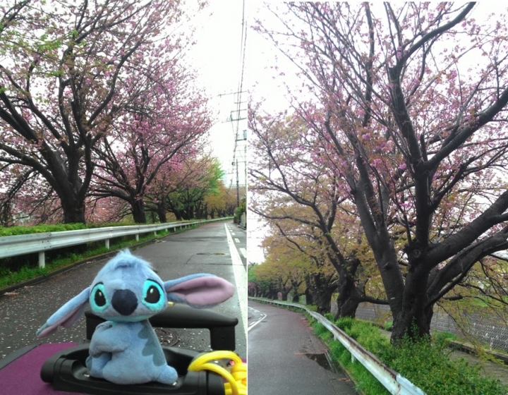 日本雙鐵遊(鐵道+鐵馬),看櫻花+吃美食+泡溫泉+遇狐狸+賞雪景,一次搞定~