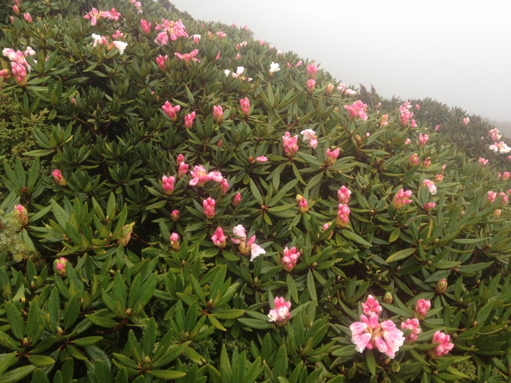 《魅影夜蝶 極限花園》南湖大山與雪山週休假期花季行