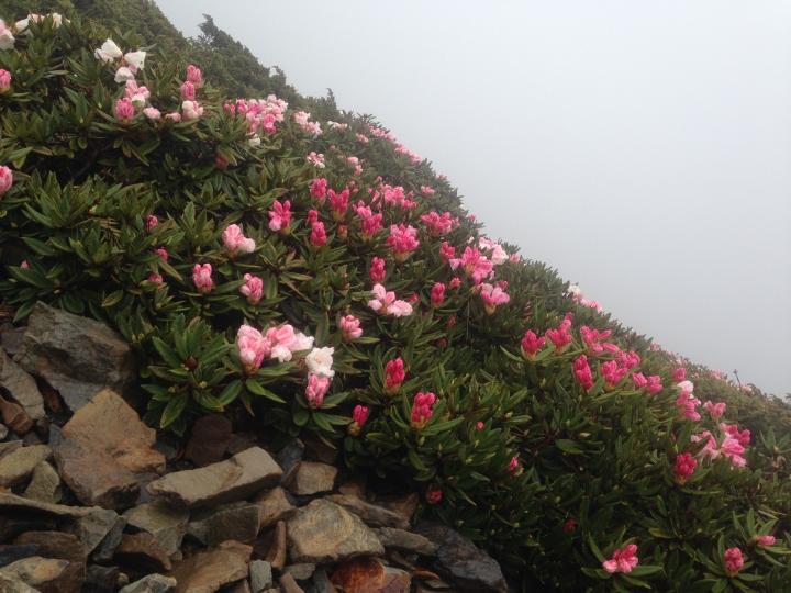 《魅影夜蝶 極限花園》南湖大山與雪山週休假期花季行