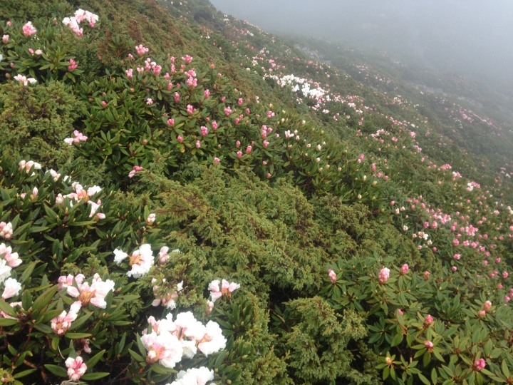 《魅影夜蝶 極限花園》南湖大山與雪山週休假期花季行