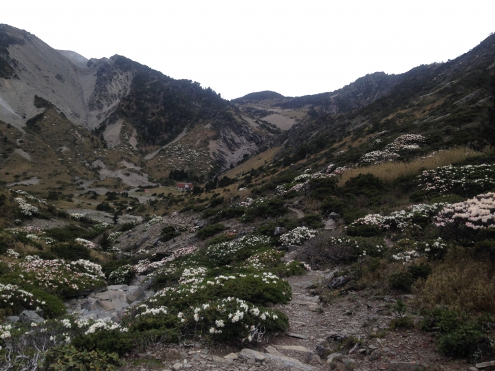 《魅影夜蝶 極限花園》南湖大山與雪山週休假期花季行