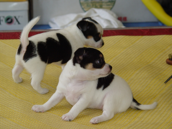 請幫忙推薦預算二到四萬的相機(RX100 M4 & LX100 & 其他)