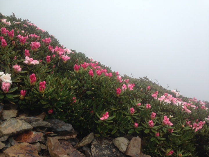 《魅影夜蝶 極限花園》南湖大山與雪山週休假期花季行