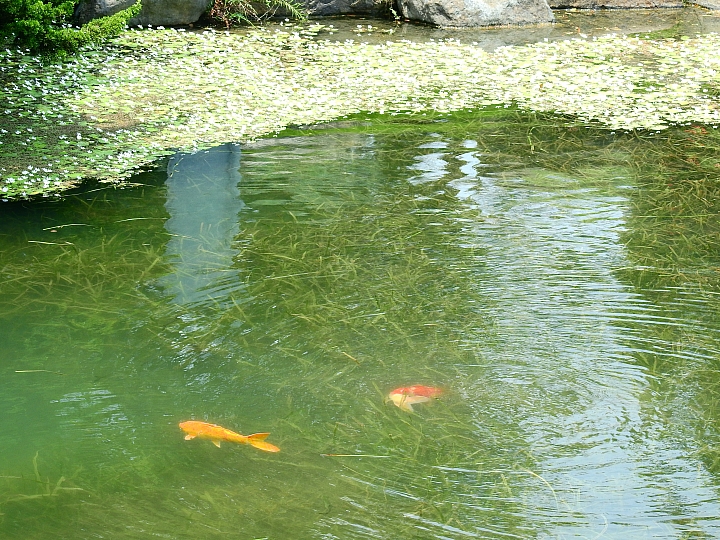 佔地五甲:彰化溪州鄉萬景藝苑