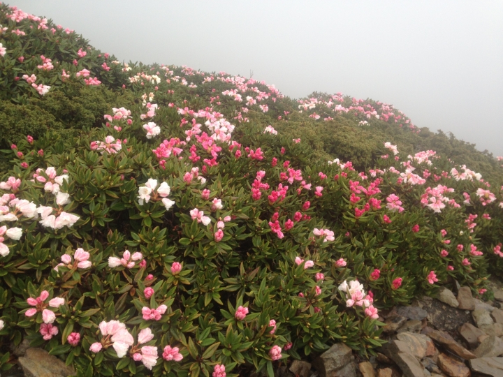 《魅影夜蝶 極限花園》南湖大山與雪山週休假期花季行