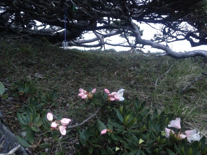 《魅影夜蝶 極限花園》南湖大山與雪山週休假期花季行