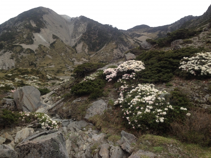 《魅影夜蝶 極限花園》南湖大山與雪山週休假期花季行