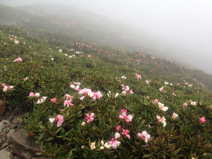 《魅影夜蝶 極限花園》南湖大山與雪山週休假期花季行