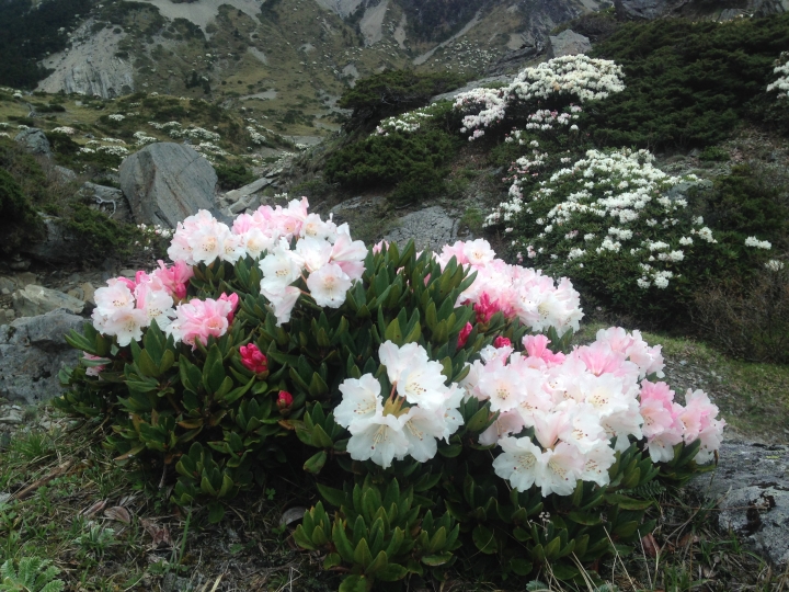 《魅影夜蝶 極限花園》南湖大山與雪山週休假期花季行