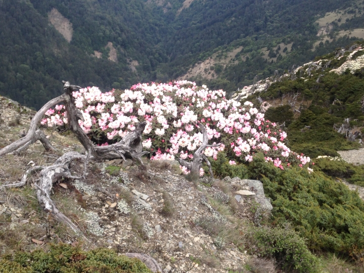 《魅影夜蝶 極限花園》南湖大山與雪山週休假期花季行