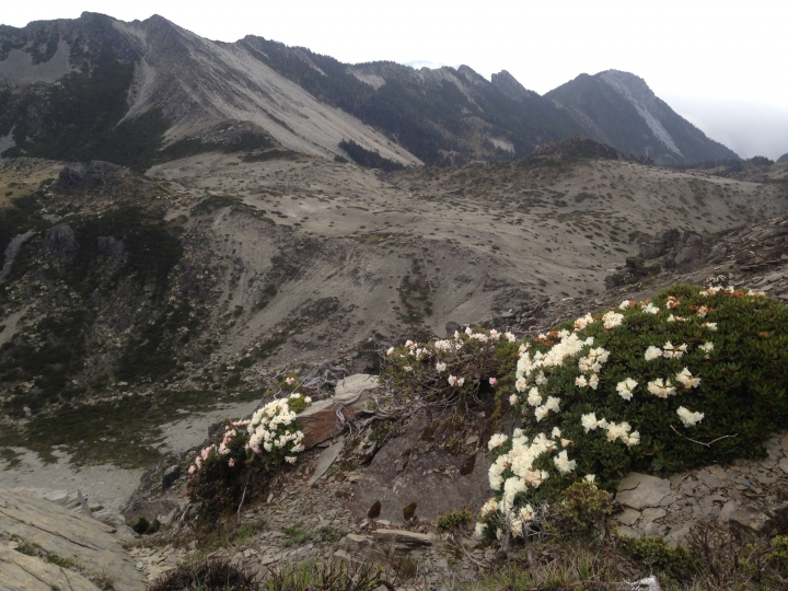 《魅影夜蝶 極限花園》南湖大山與雪山週休假期花季行