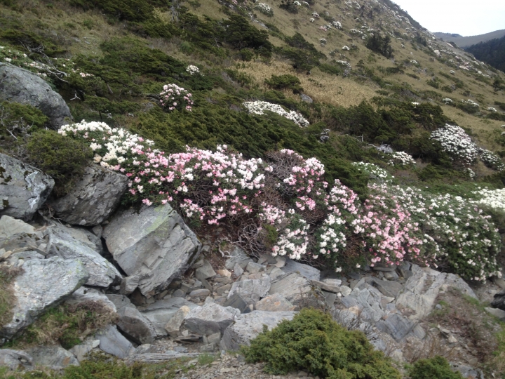 《魅影夜蝶 極限花園》南湖大山與雪山週休假期花季行