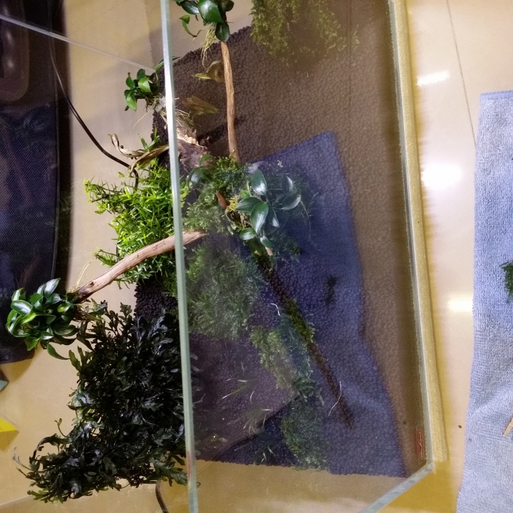擴缸分享~MINI-M SIZE