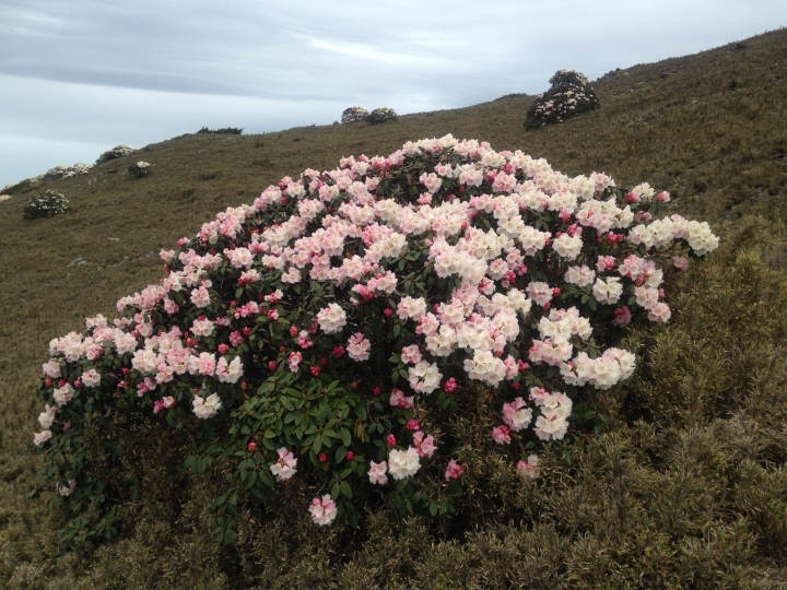 《魅影夜蝶 極限花園》南湖大山與雪山週休假期花季行