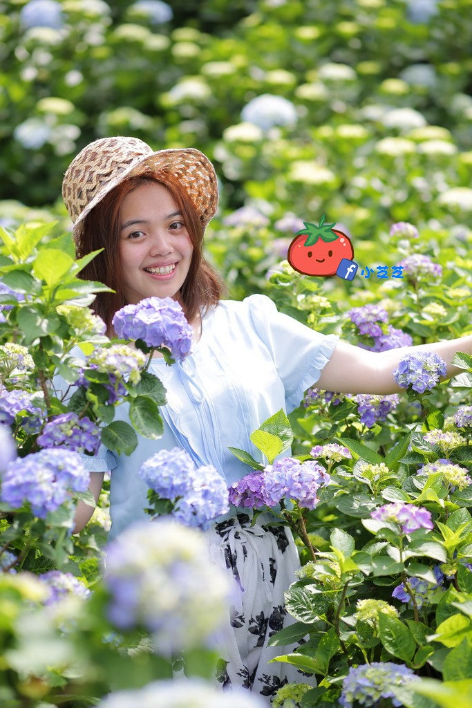 【台北景點】2016.5.15花況 陽明山秘境 高家繡球花園 竹子湖 水車寮步道 近湖田國小