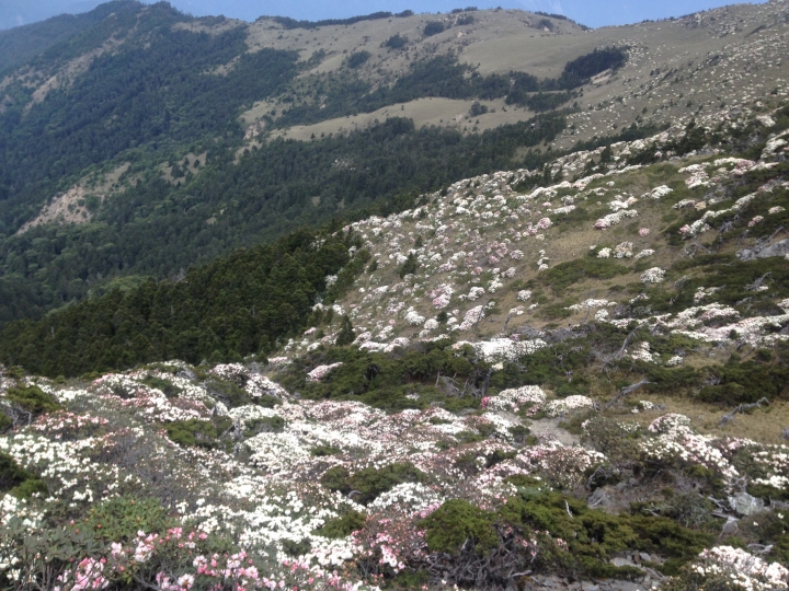 《魅影夜蝶 極限花園》南湖大山與雪山週休假期花季行