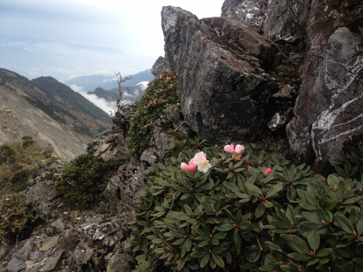 《魅影夜蝶 極限花園》南湖大山與雪山週休假期花季行