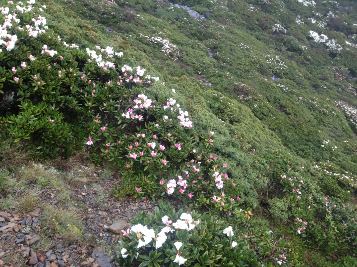 《魅影夜蝶 極限花園》南湖大山與雪山週休假期花季行