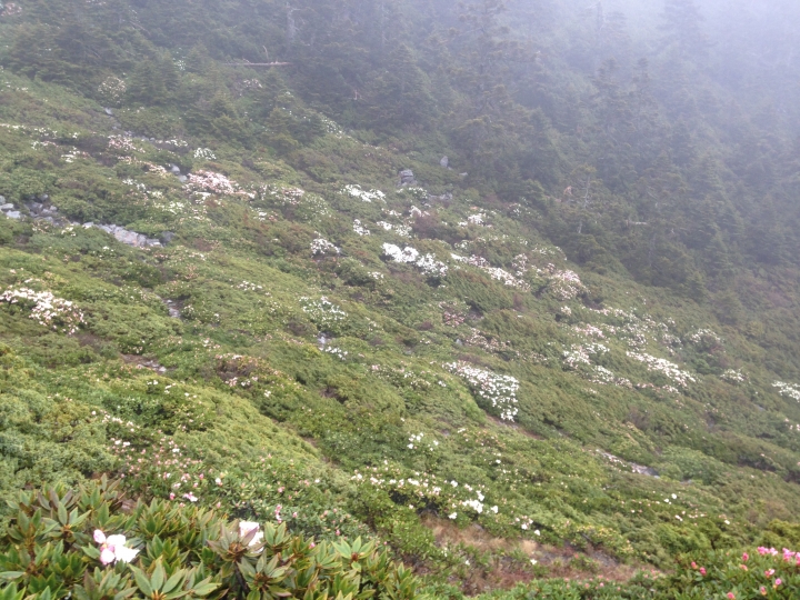 《魅影夜蝶 極限花園》南湖大山與雪山週休假期花季行