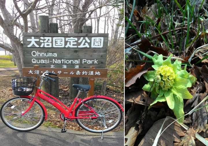 日本雙鐵遊(鐵道+鐵馬),看櫻花+吃美食+泡溫泉+遇狐狸+賞雪景,一次搞定~