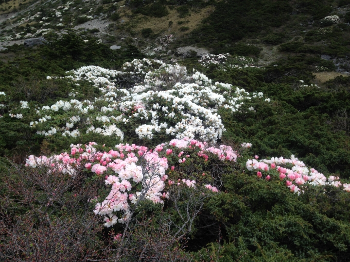 《魅影夜蝶 極限花園》南湖大山與雪山週休假期花季行