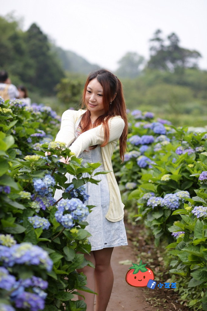 【台北景點】2016.5.15花況 陽明山秘境 高家繡球花園 竹子湖 水車寮步道 近湖田國小