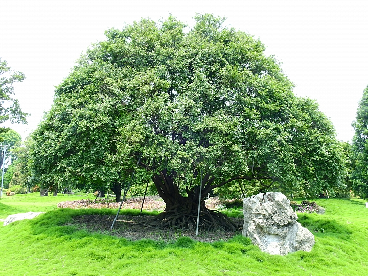 佔地五甲:彰化溪州鄉萬景藝苑