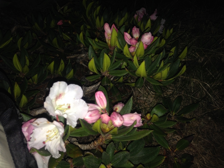 《魅影夜蝶 極限花園》南湖大山與雪山週休假期花季行