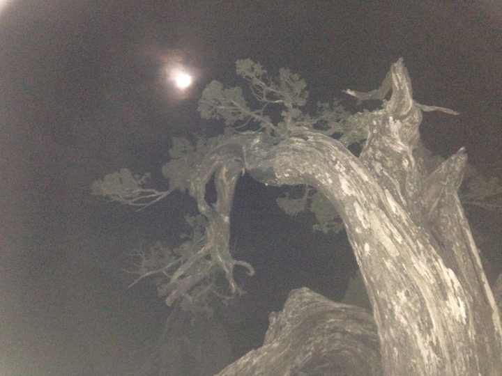 《魅影夜蝶 極限花園》南湖大山與雪山週休假期花季行