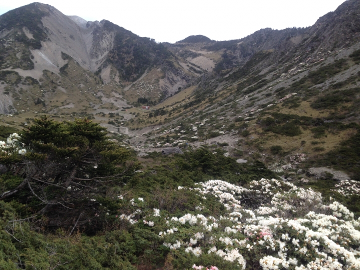 《魅影夜蝶 極限花園》南湖大山與雪山週休假期花季行