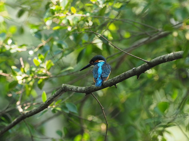 等效600mm 遠近通吃‧Olympus M.ZUIKO DIGITAL ED 300mm F4.0 IS PRO