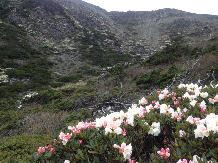 《魅影夜蝶 極限花園》南湖大山與雪山週休假期花季行