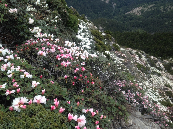 《魅影夜蝶 極限花園》南湖大山與雪山週休假期花季行