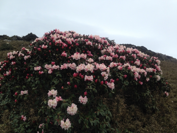 《魅影夜蝶 極限花園》南湖大山與雪山週休假期花季行