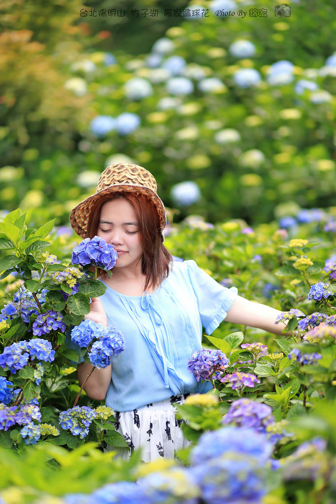【台北景點】2016.5.15花況 陽明山秘境 高家繡球花園 竹子湖 水車寮步道 近湖田國小