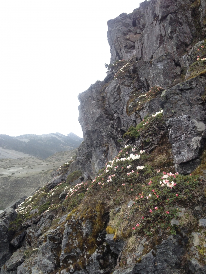 《魅影夜蝶 極限花園》南湖大山與雪山週休假期花季行