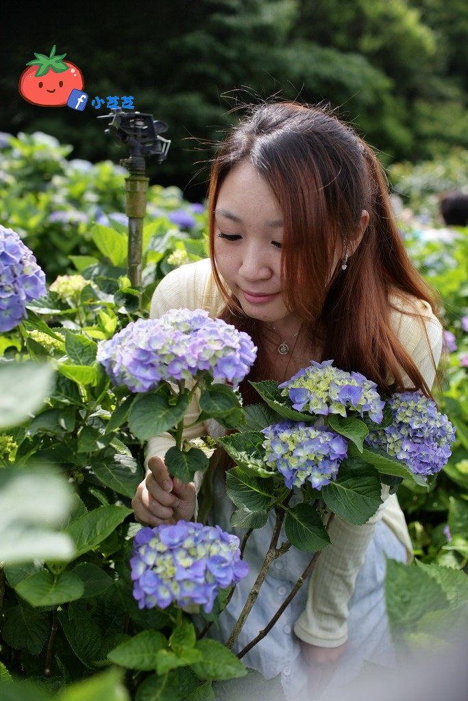 【台北景點】2016.5.15花況 陽明山秘境 高家繡球花園 竹子湖 水車寮步道 近湖田國小