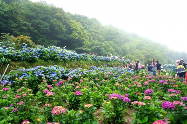 【台北】陽明山限定美景!竹子湖水車寮高家繡球花 徜徉夢幻花海