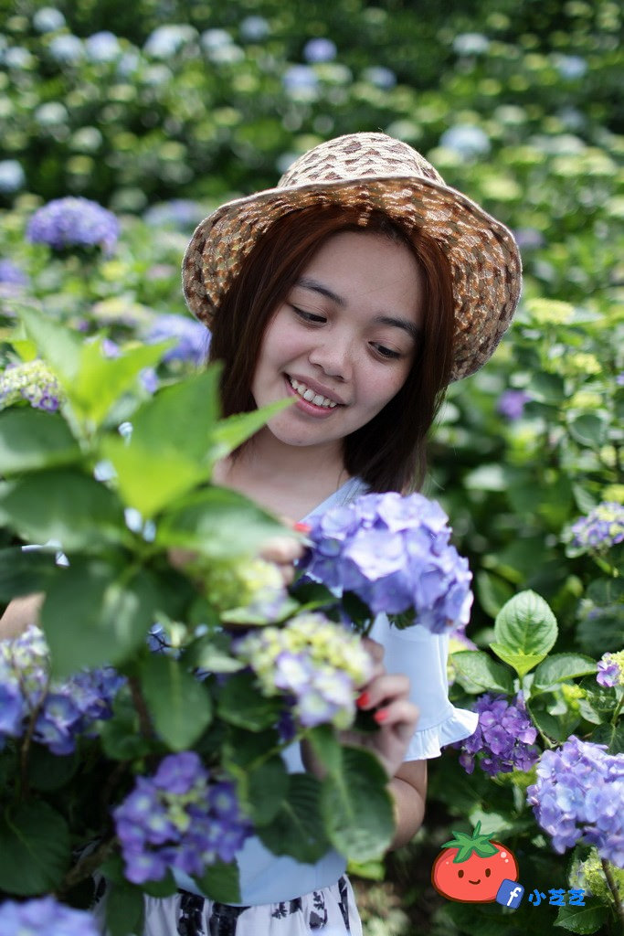 【台北景點】2016.5.15花況 陽明山秘境 高家繡球花園 竹子湖 水車寮步道 近湖田國小