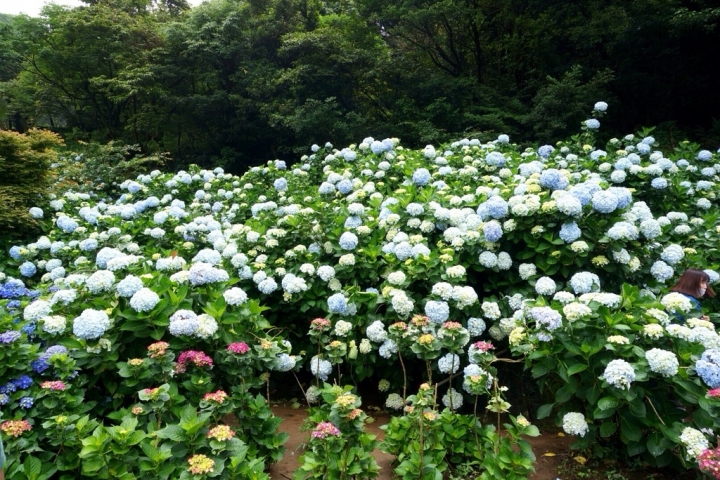 【台北】陽明山限定美景!竹子湖水車寮高家繡球花 徜徉夢幻花海