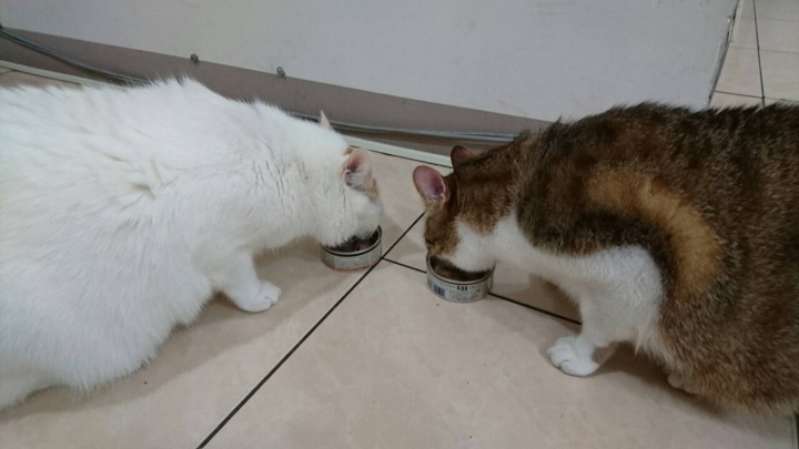 德國卡尼罐頭台灣也有囉~ 超快速開箱