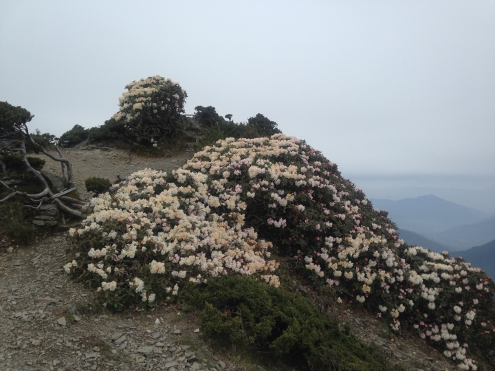 《魅影夜蝶 極限花園》南湖大山與雪山週休假期花季行
