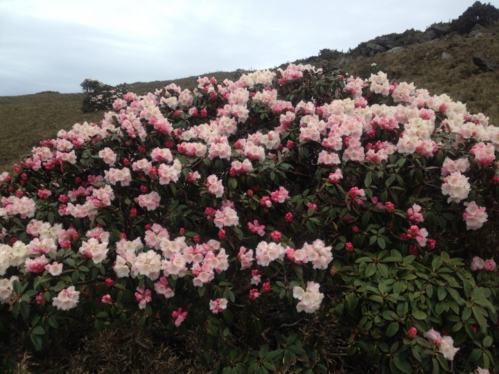 《魅影夜蝶 極限花園》南湖大山與雪山週休假期花季行