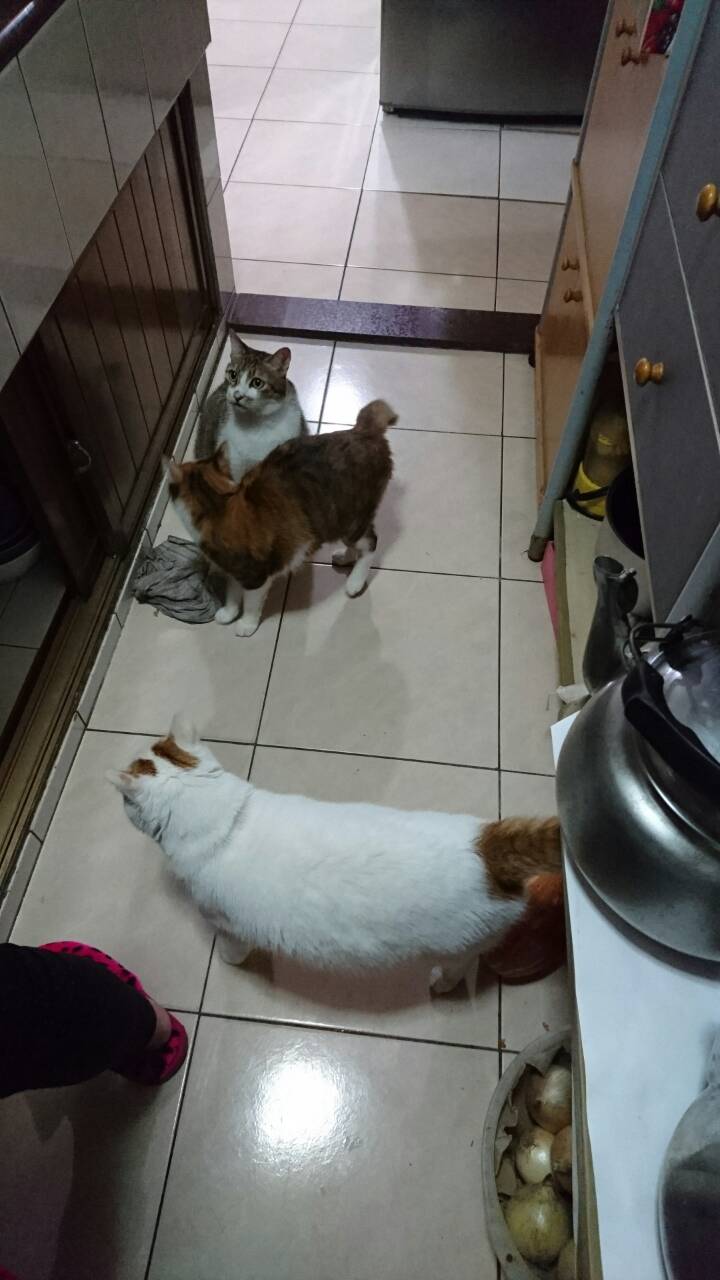 德國卡尼罐頭台灣也有囉~ 超快速開箱