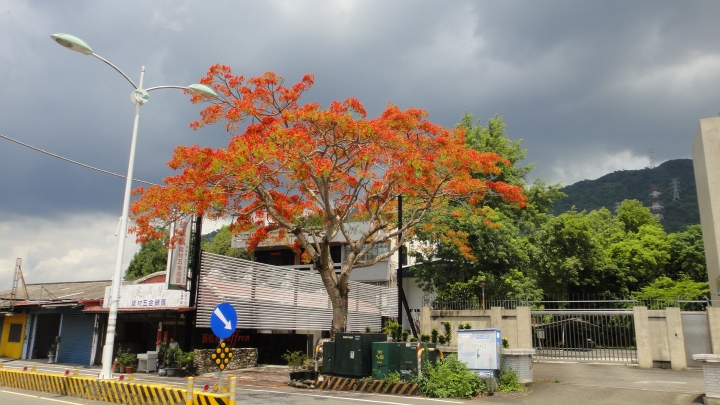 2016-06-04測量雲龍橋高度落差之行(上)順遊投84+投80清流部落。