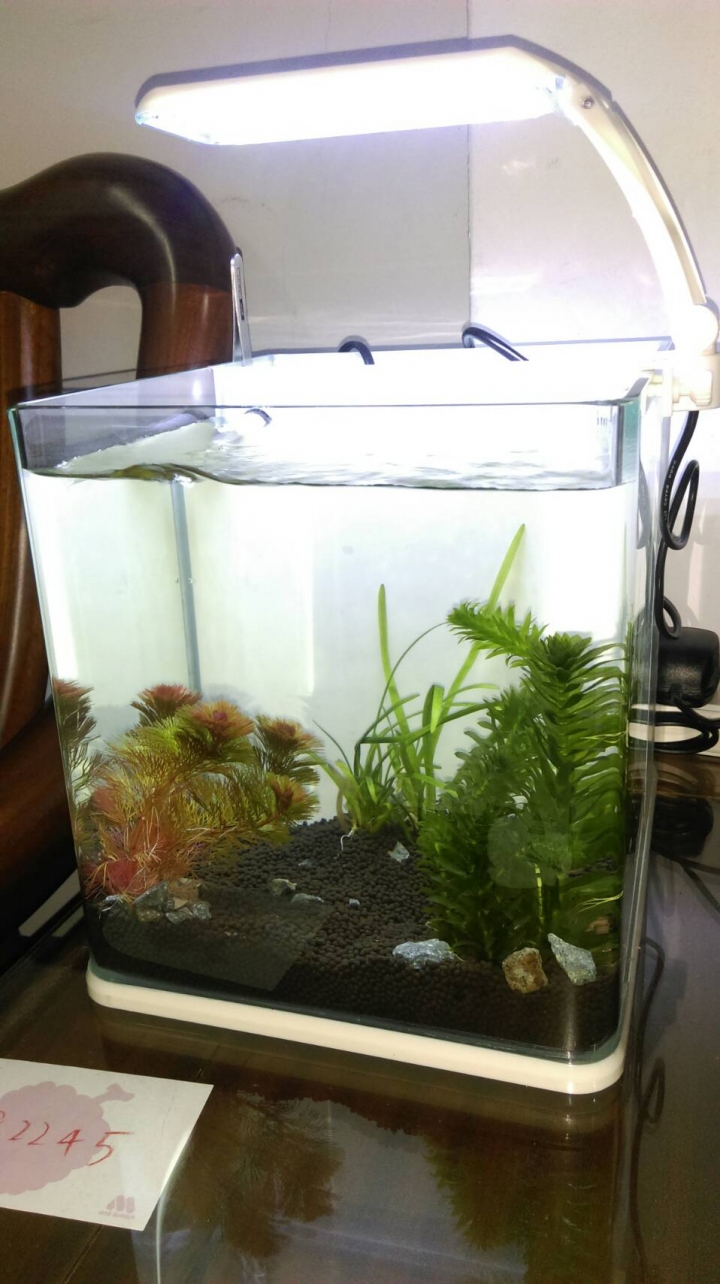 魚缸養水期間水草快爛...