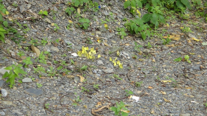 2016-06-04測量雲龍橋高度落差之行(下)順遊南山溪夢谷瀑布